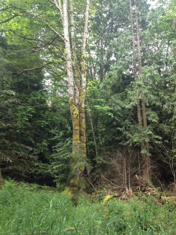 Property Photo: 0 Trevethan Hollow WA 98250