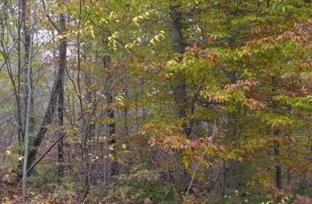 Property Photo: Rice Road PA 16412