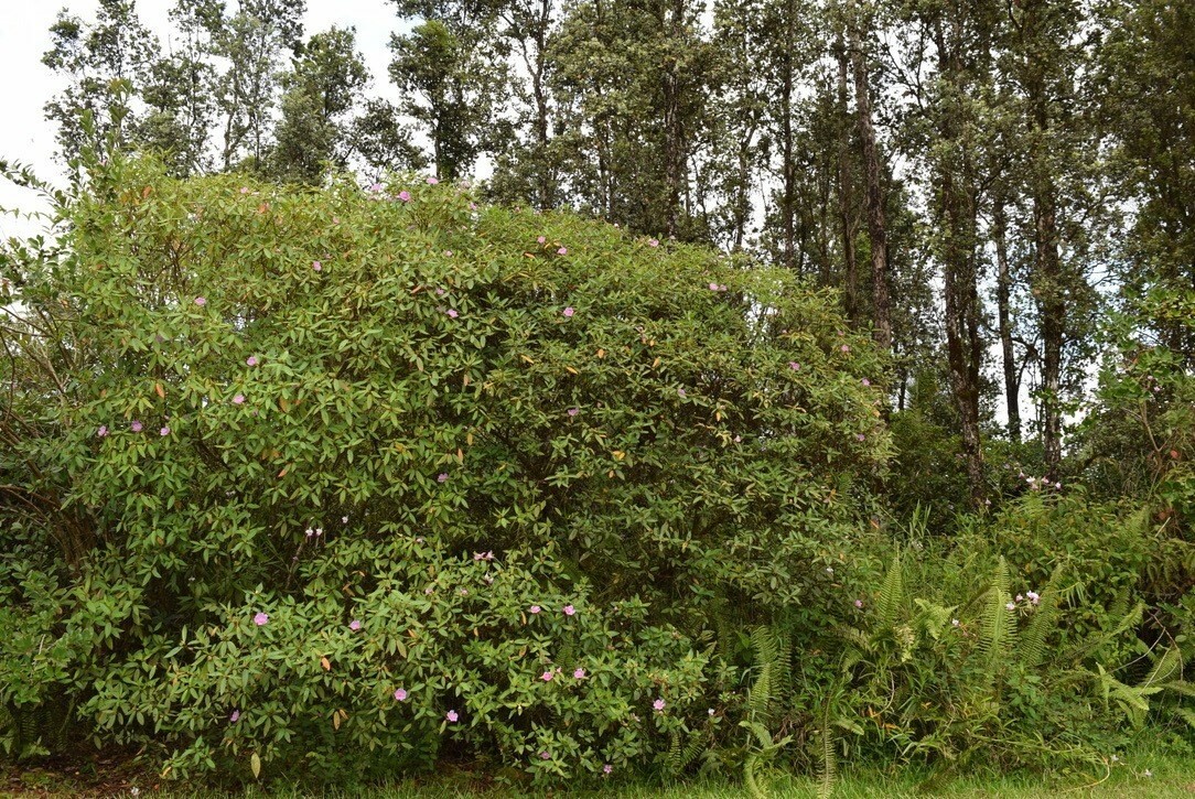 Property Photo:  Stardust Dr  HI 96778 