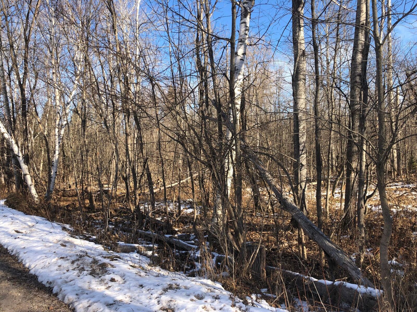 Property Photo: Rainbow Lane MI 49749