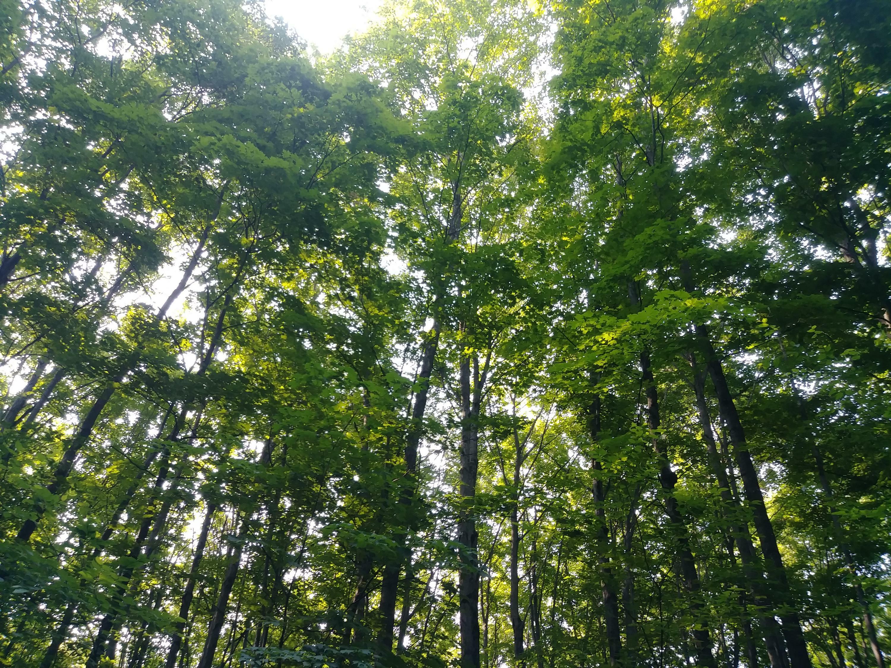 Property Photo:  Amanda Court  MI 49659 