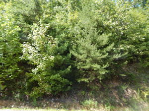 Property Photo:  Lower Bluff Way  TN 37862 