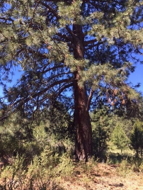 0 Cheyenne  Bend OR 97702 photo