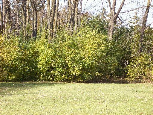 Property Photo:  437 Linden Lane  IL 60002 