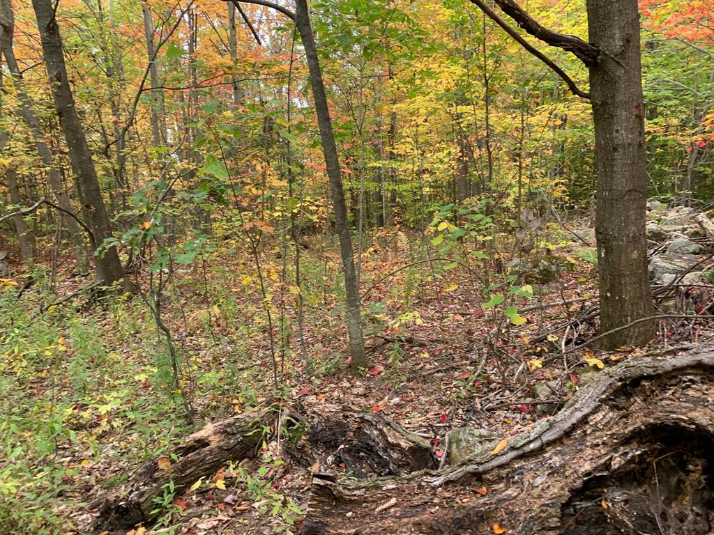Property Photo: 0 Alder Bend Road NY 12910