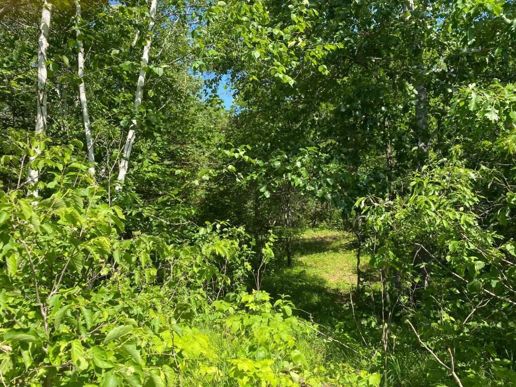 Property Photo:  Tbd Grant Hills Road SW  MN 56601 