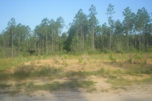 Lot 16 Goodeaux Rd  Longville LA 70652 photo