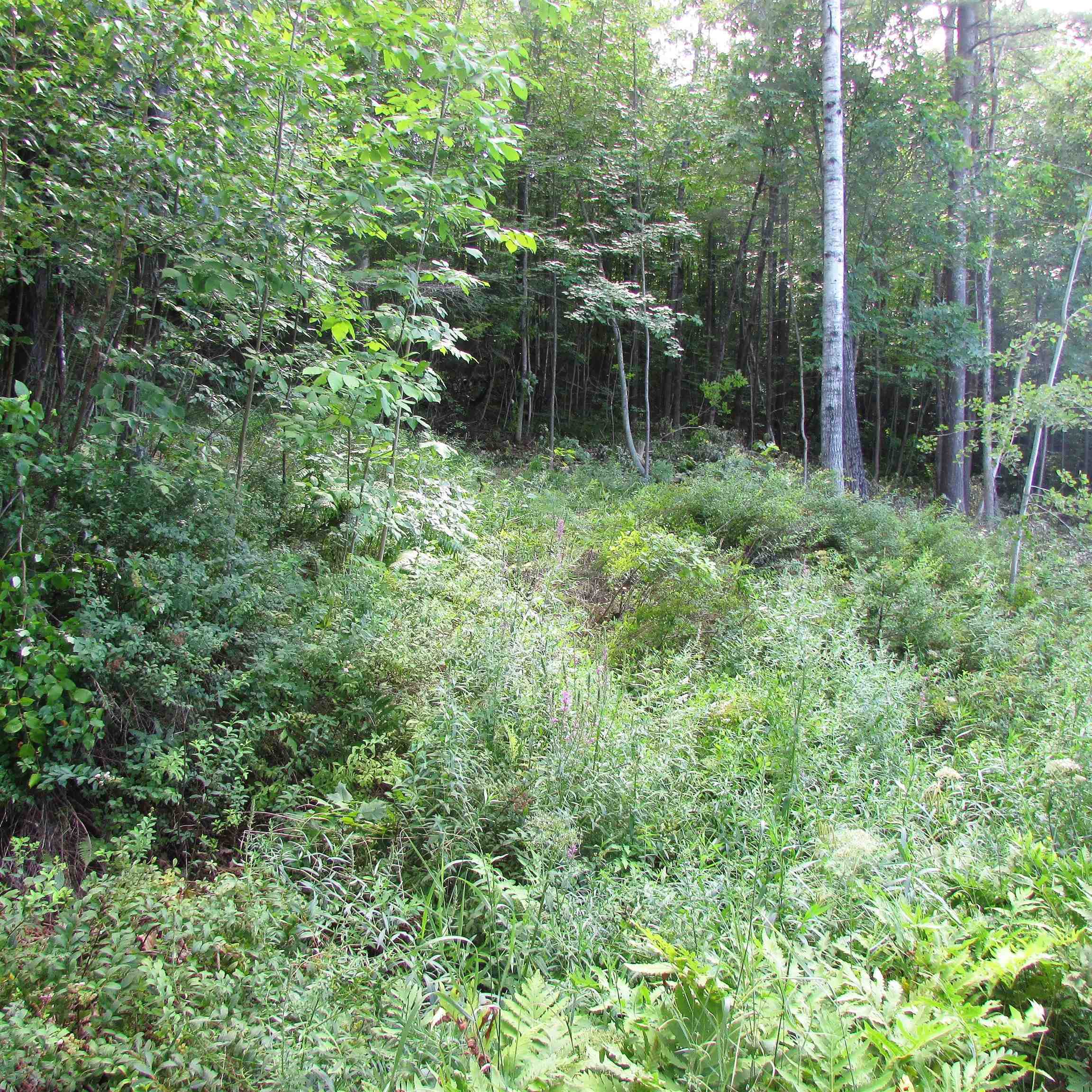 Property Photo: 00 South Street NH 03561