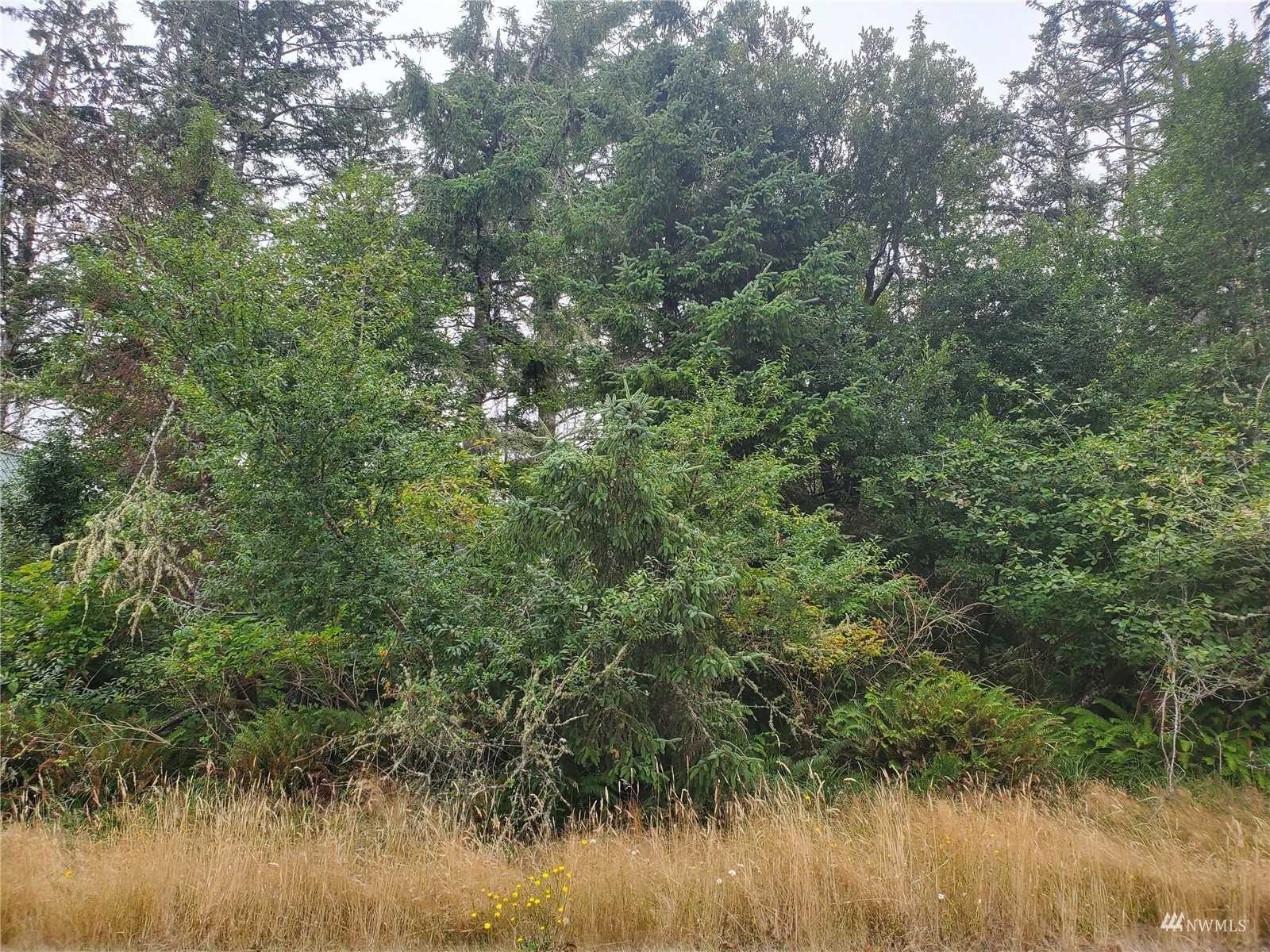 Property Photo:  1015 Catala Avenue SE  WA 98569 