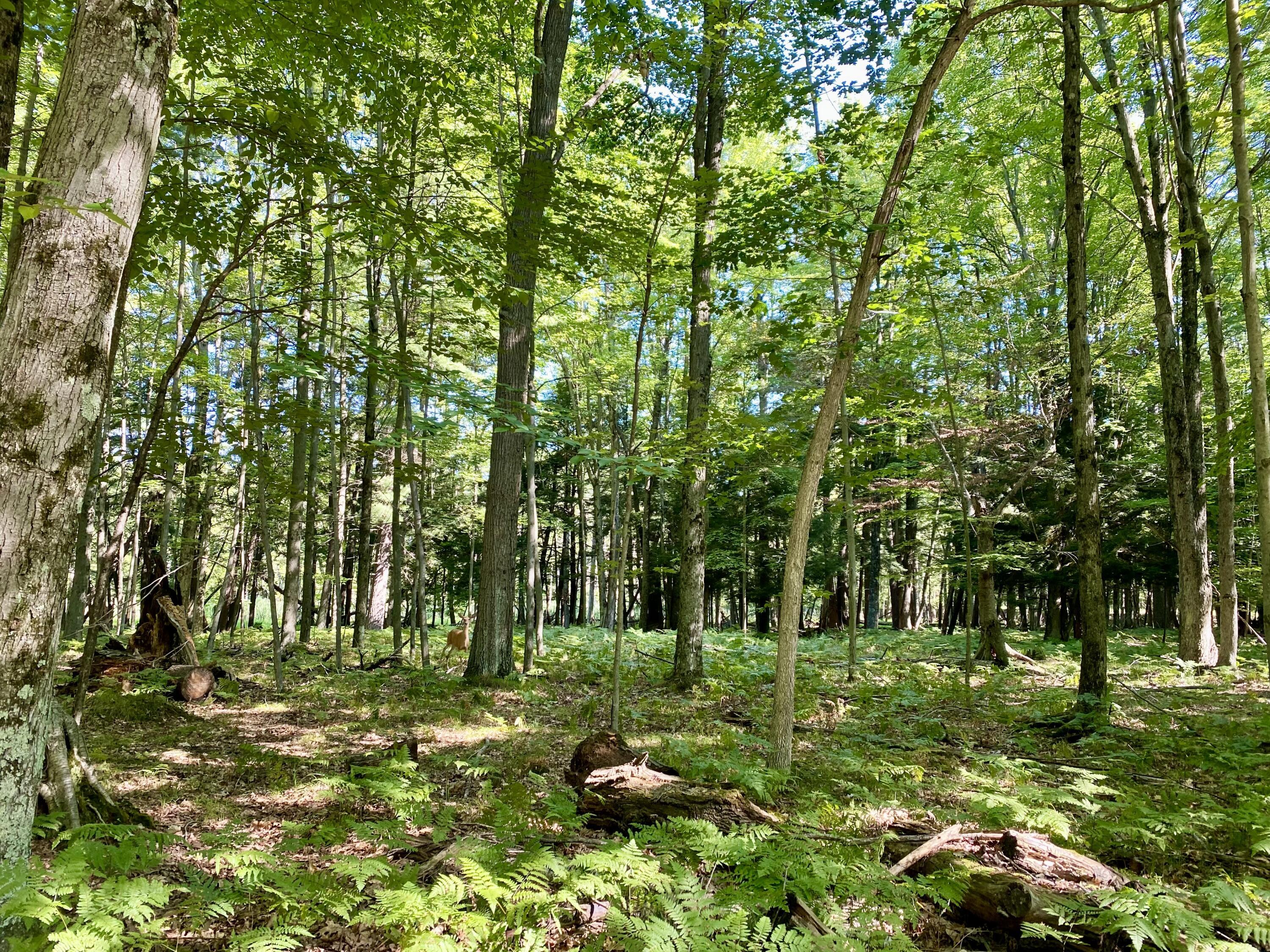 Property Photo:  9191 Deerfield Court  MI 49346 
