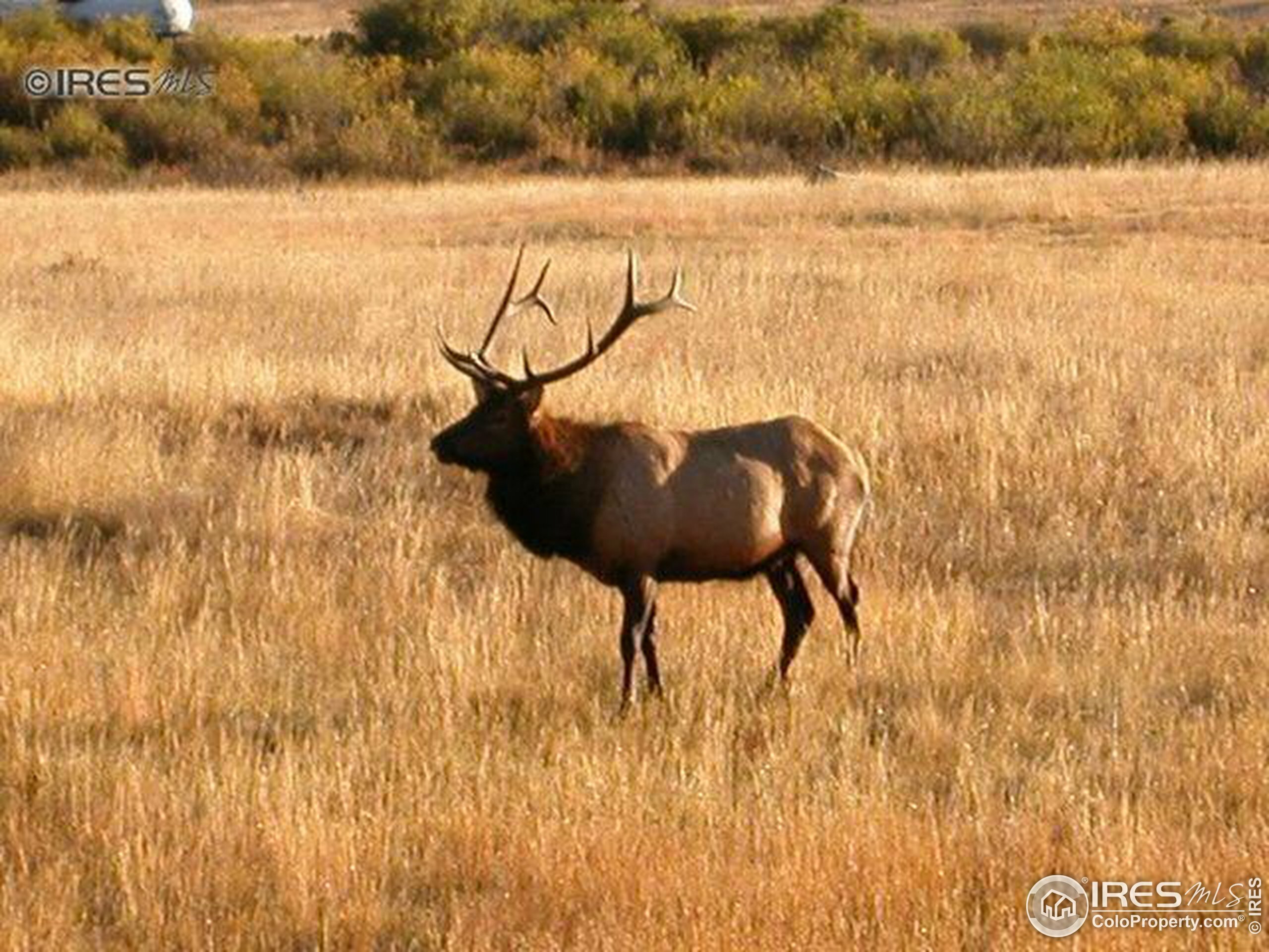 1565 Highway 66 #4  Estes Park CO 80517 photo