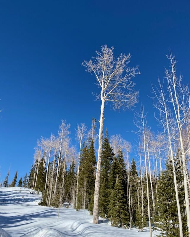 Property Photo:  301 E Toboggan Cir Lot 19, Blk D, Ski Haven Chale  UT 84719 