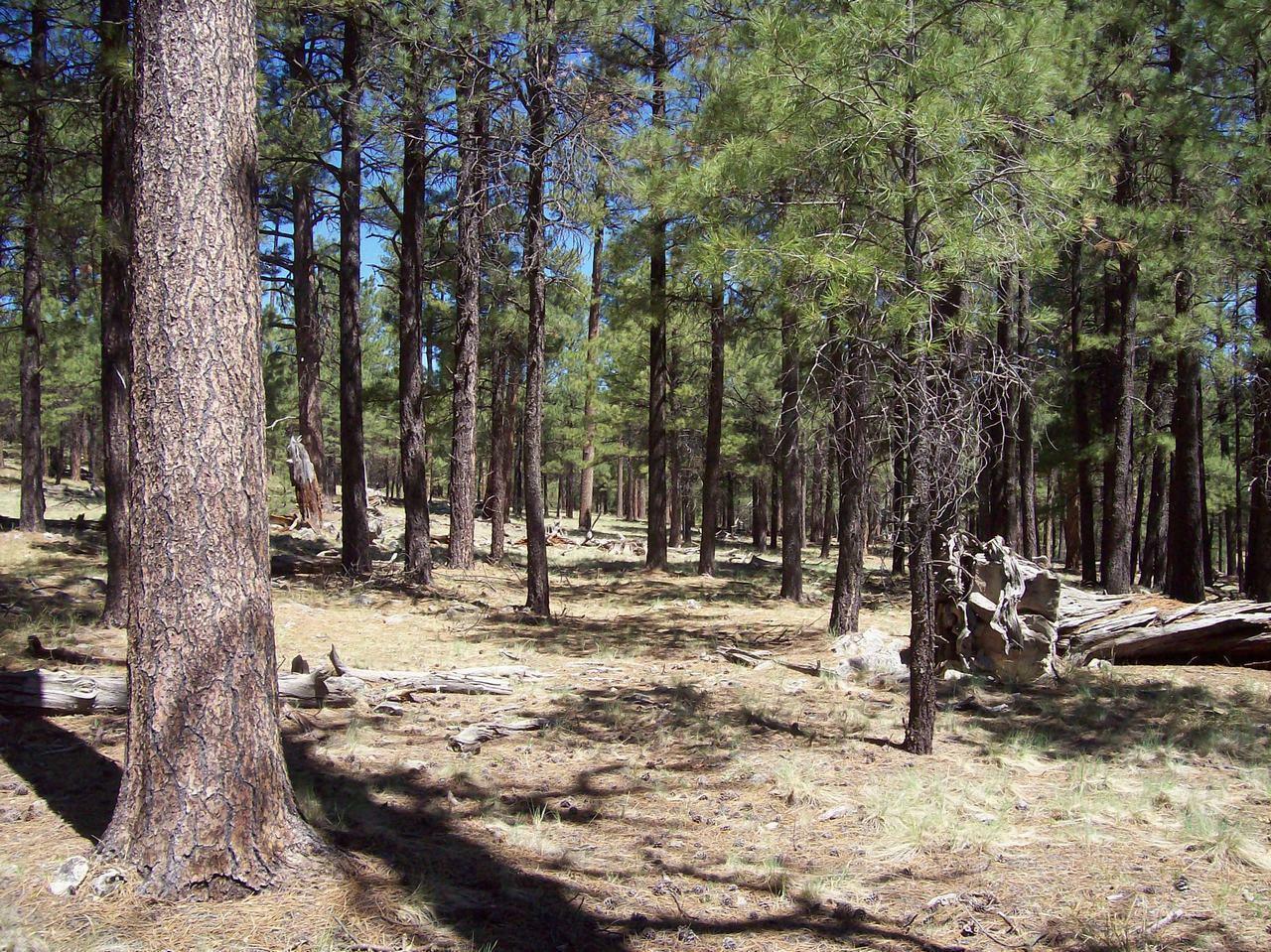 2D Coconino Forest Serv Rd 137A  Happy Jack AZ 86024 photo