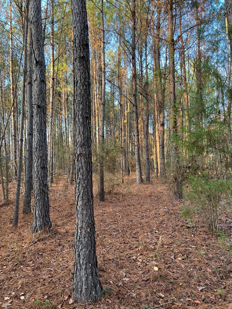 Property Photo: Edisto River Road SC 29432