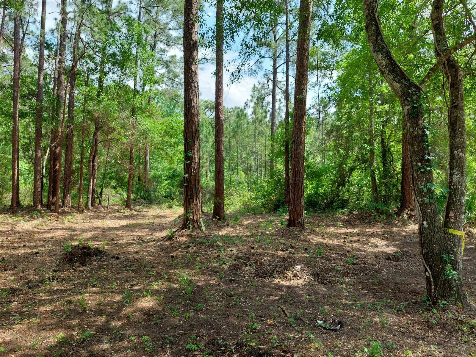 Property Photo:  0 Lake Drive  FL 34654 