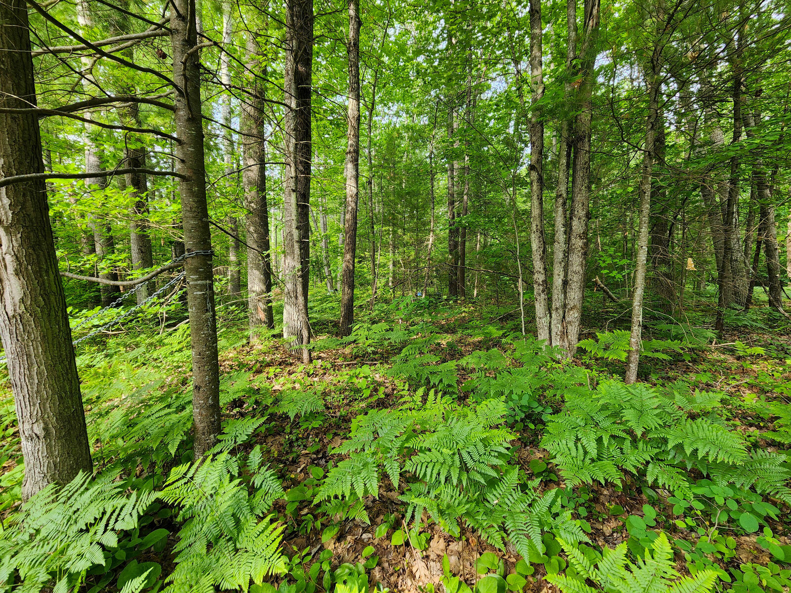 Property Photo: Luella Street MI 49791