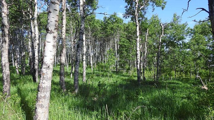 Photo de la propriété: 79.41 Acres SE-13-22-3W5 AB T1S 2T7