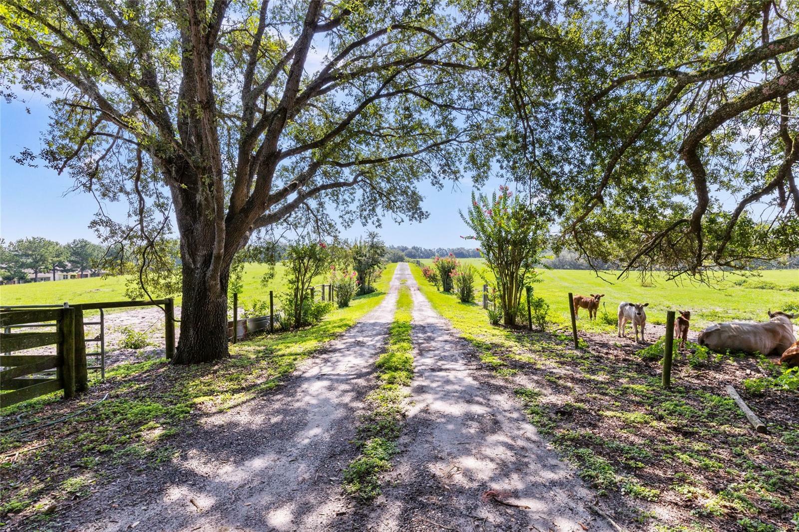 Property Photo:  6878 Round Lake Road  FL 32757 