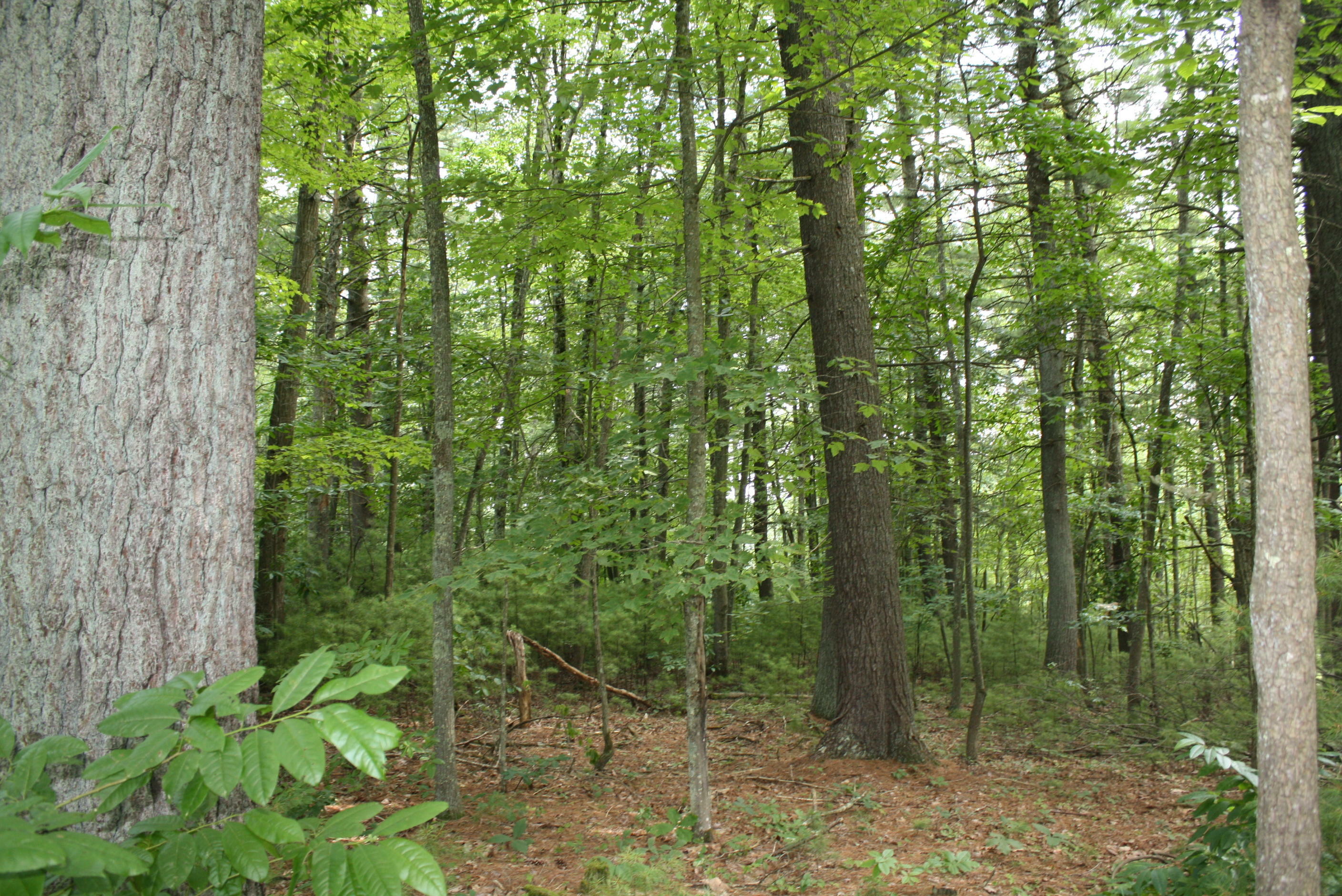 Property Photo:  Lot 27 Linkwood Lane Pipestem Pointe  WV 25979 