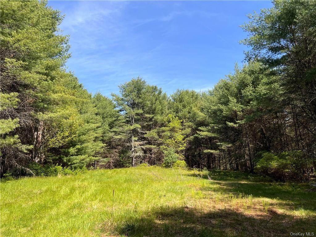 Property Photo:  Stag Forest Road  NY 12777 