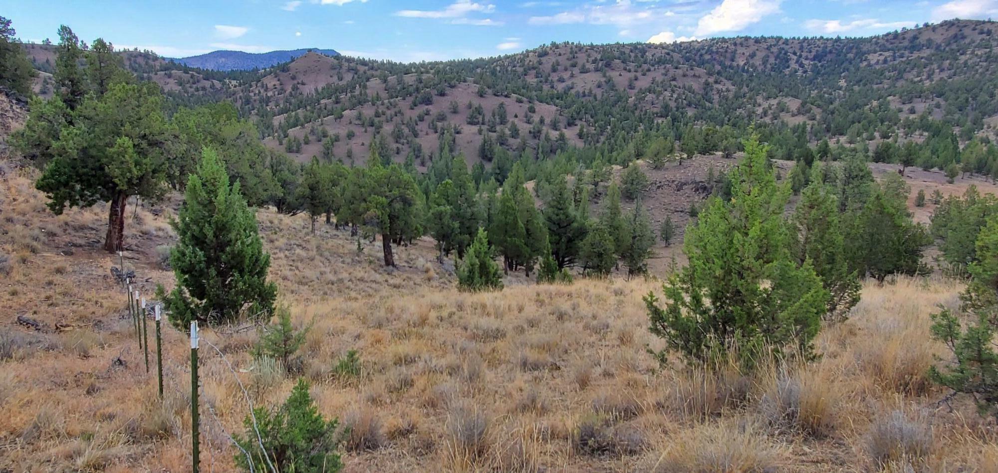 Tl 802 SE Doubtful Dirt Road  Prineville OR 97754 photo