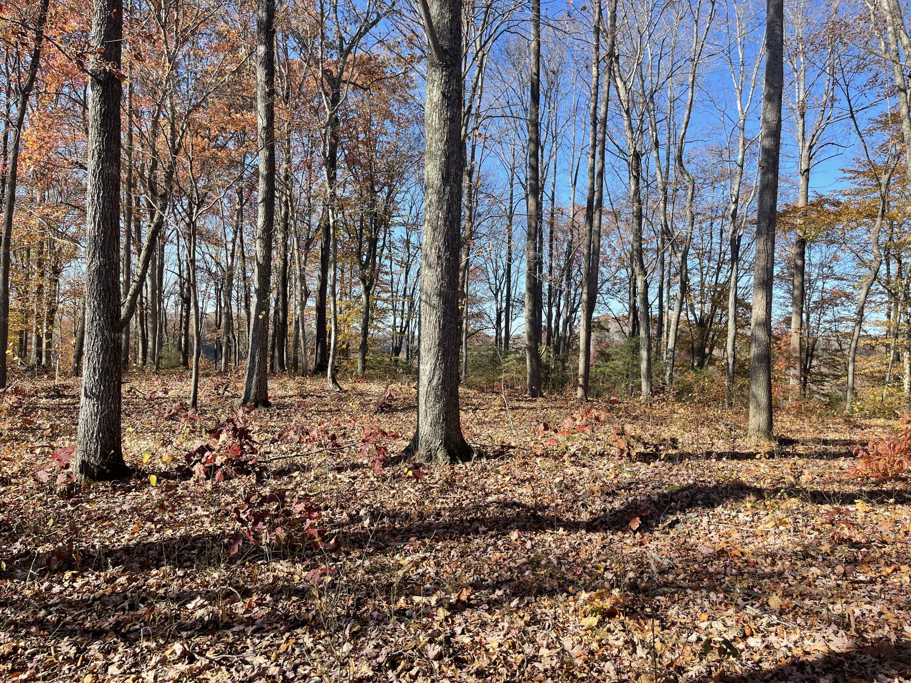 Property Photo:  Lot 88 Stillwater  KY 42642 