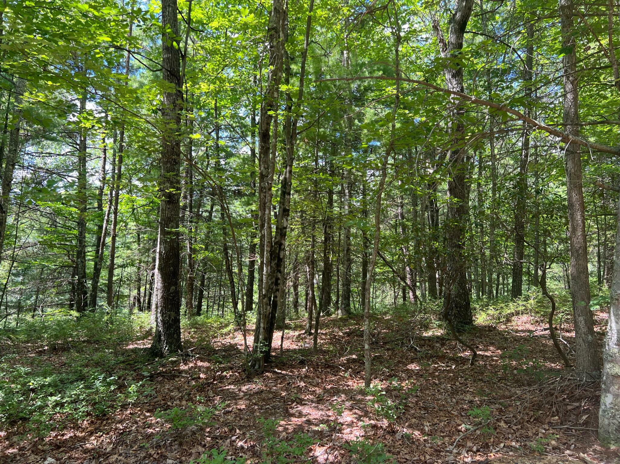 Property Photo:  Lot 41 Waiteville Rd  WV 24984 