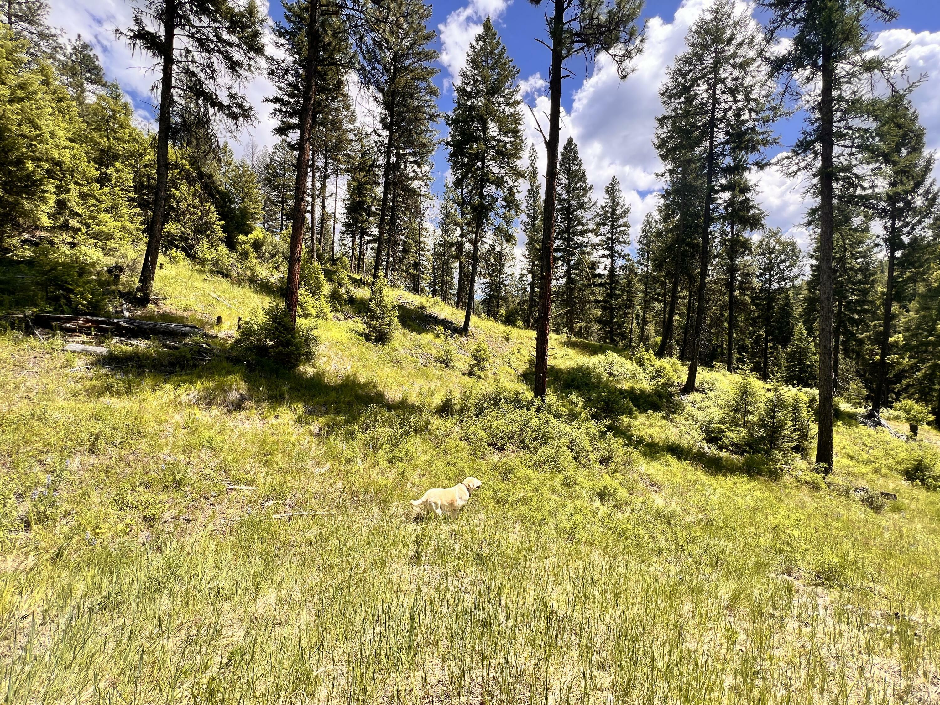 Property Photo:  Tbd Old Kettle Falls Rd  WA 99166 