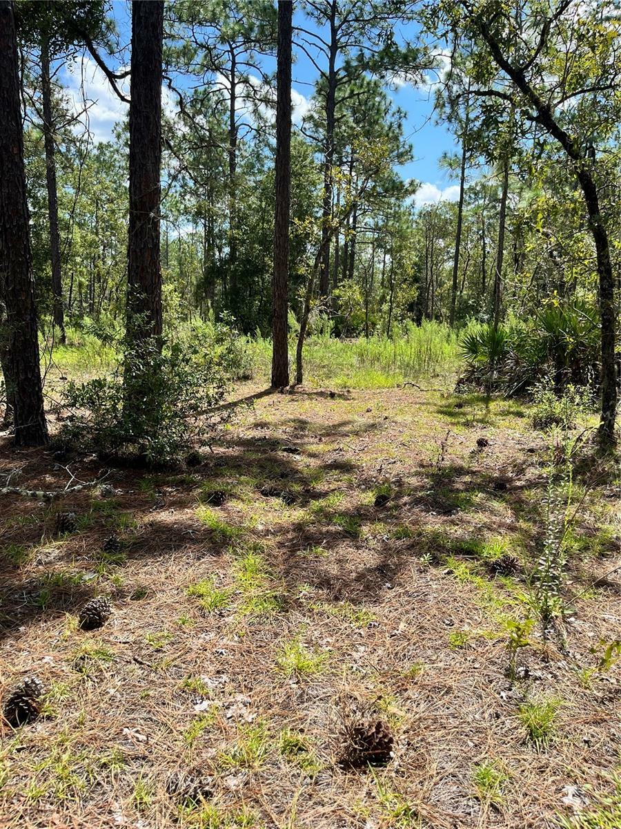 Property Photo:  Tbd SW 156th Court  FL 34481 