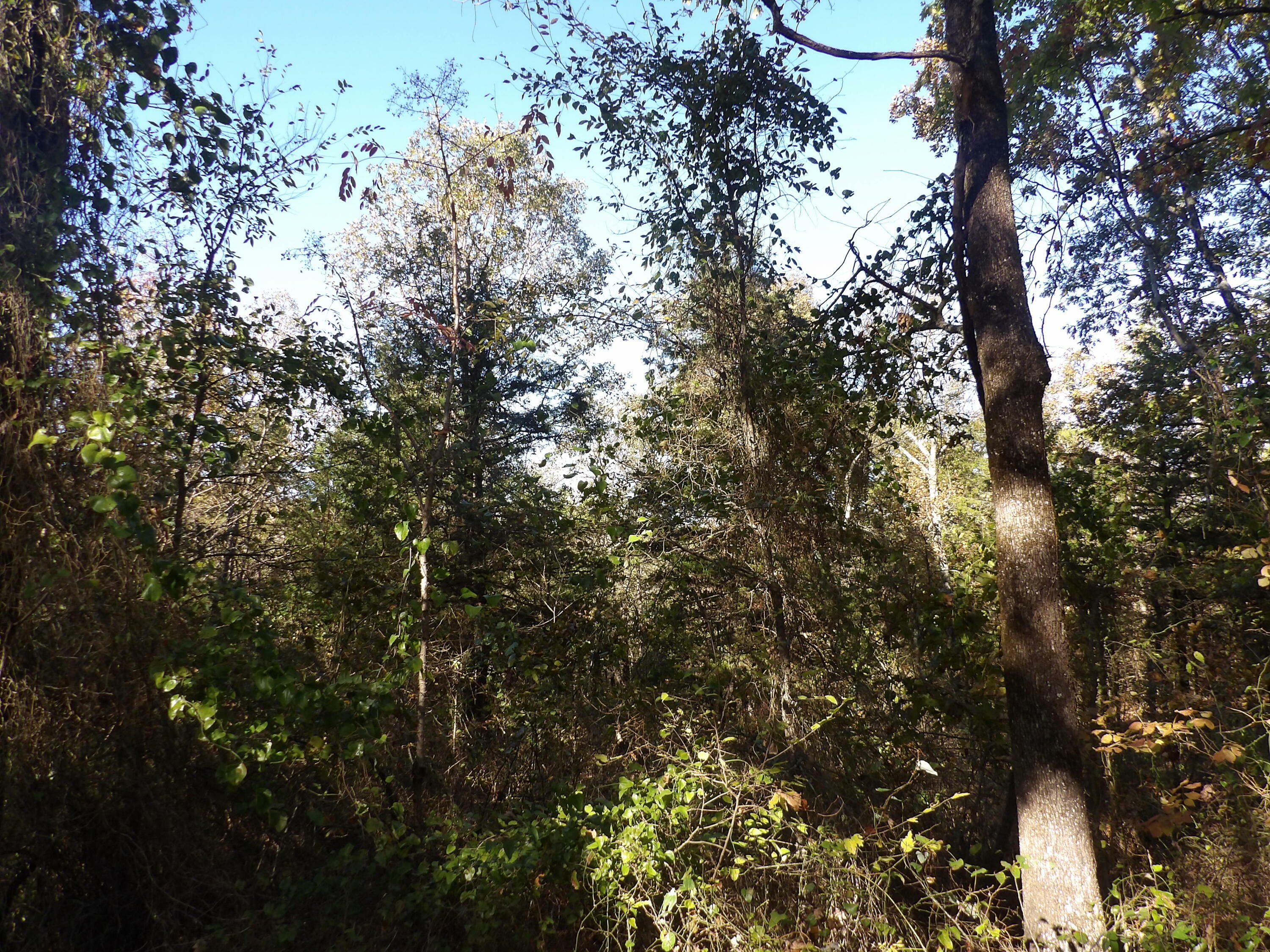 Property Photo:  Tract 3 Land Off Meimerstorf Lane  AR 72801 