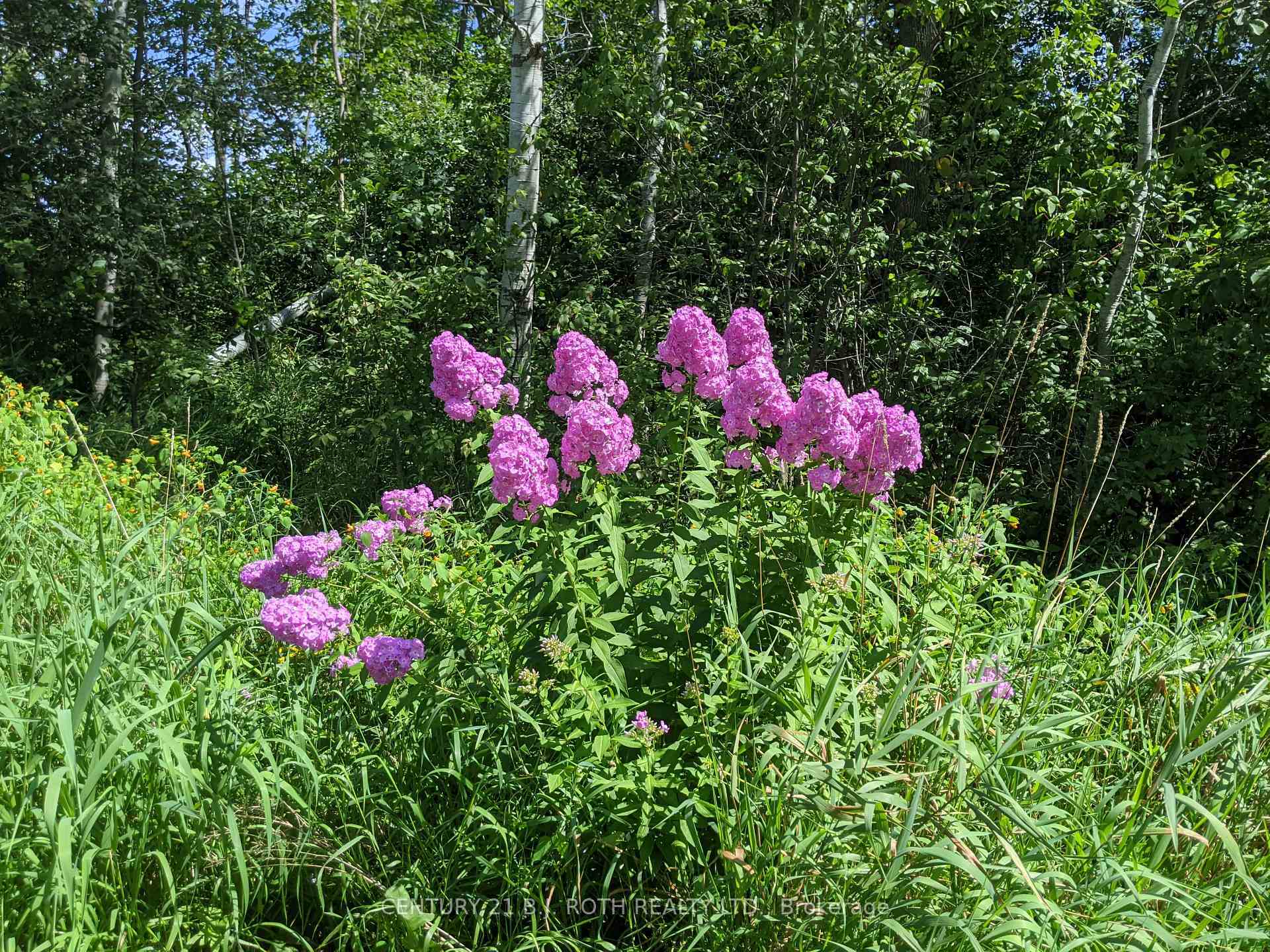 Photo de la propriété:  2361 George Johnston Road  ON L0L 1Y0 