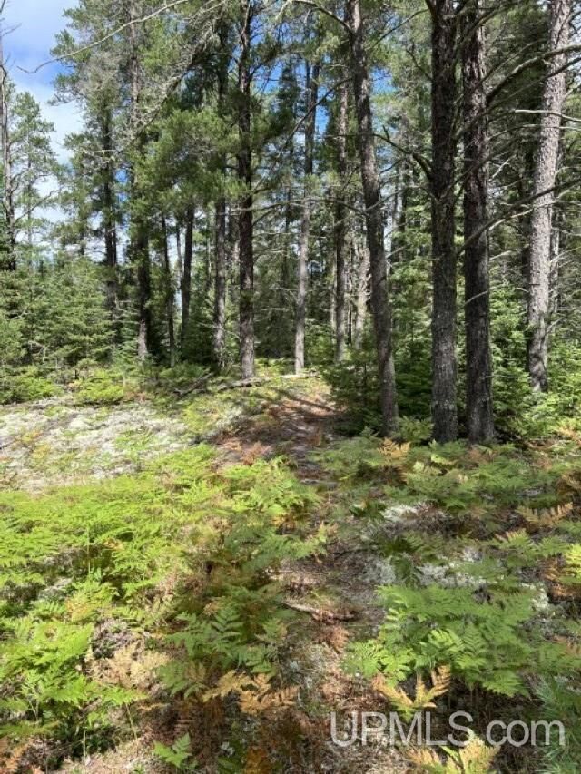 Property Photo: 170 Acres Off Cr 573 Road MI 49849
