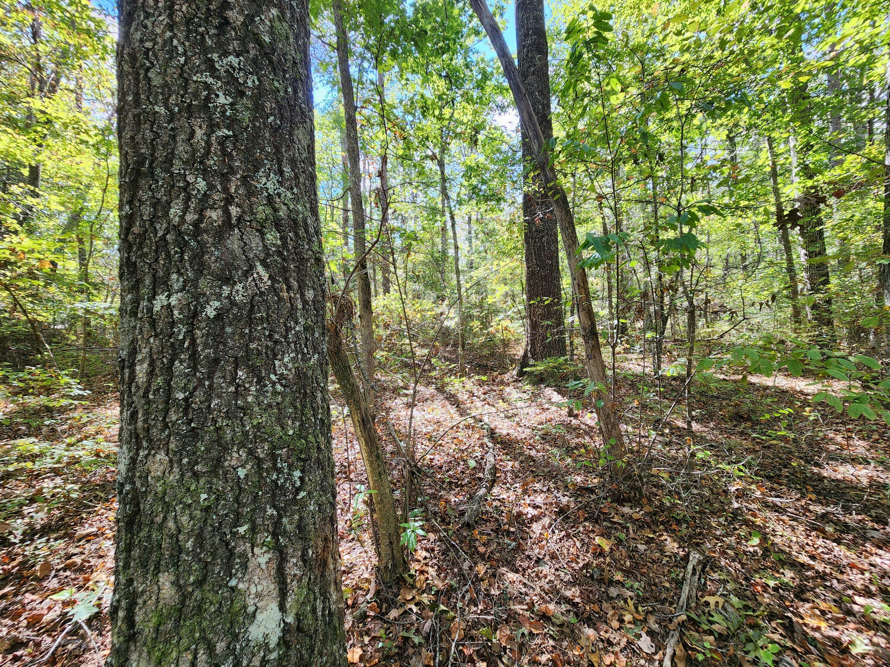 Lot 17 Whitetail Drive  Mentone AL 35984 photo