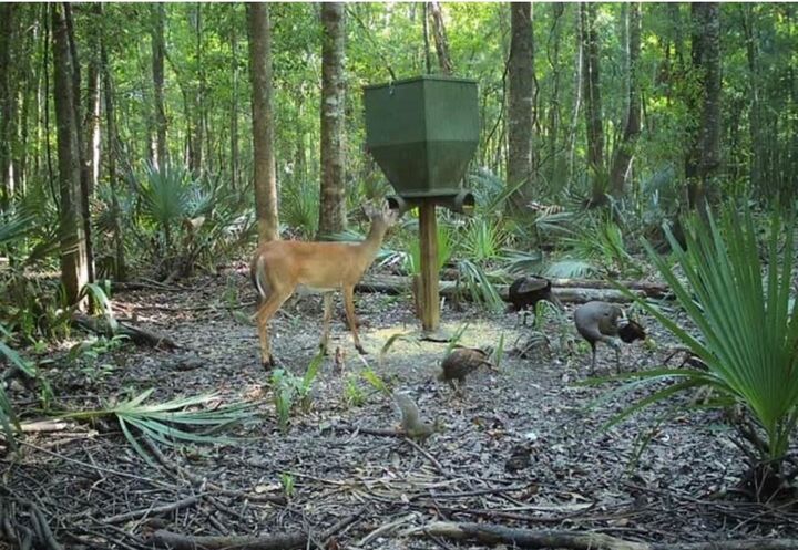 Property Photo:  0 Highway 78  SC 29472