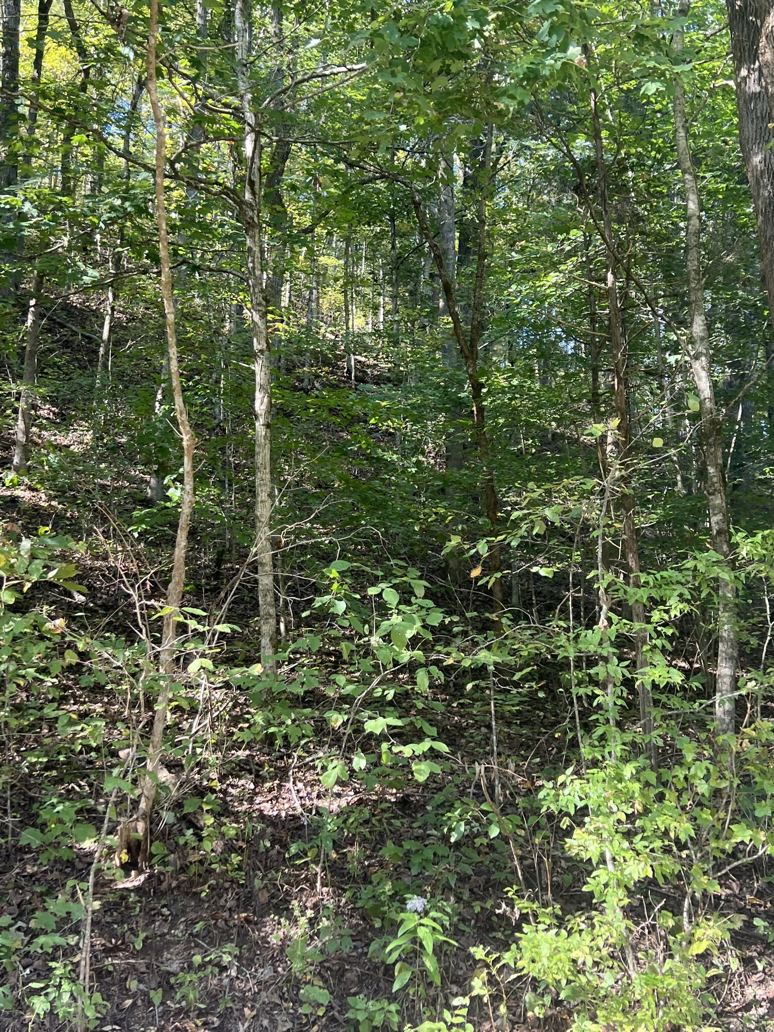 Property Photo:  0 Neeley Creek Rd  TN 38551 