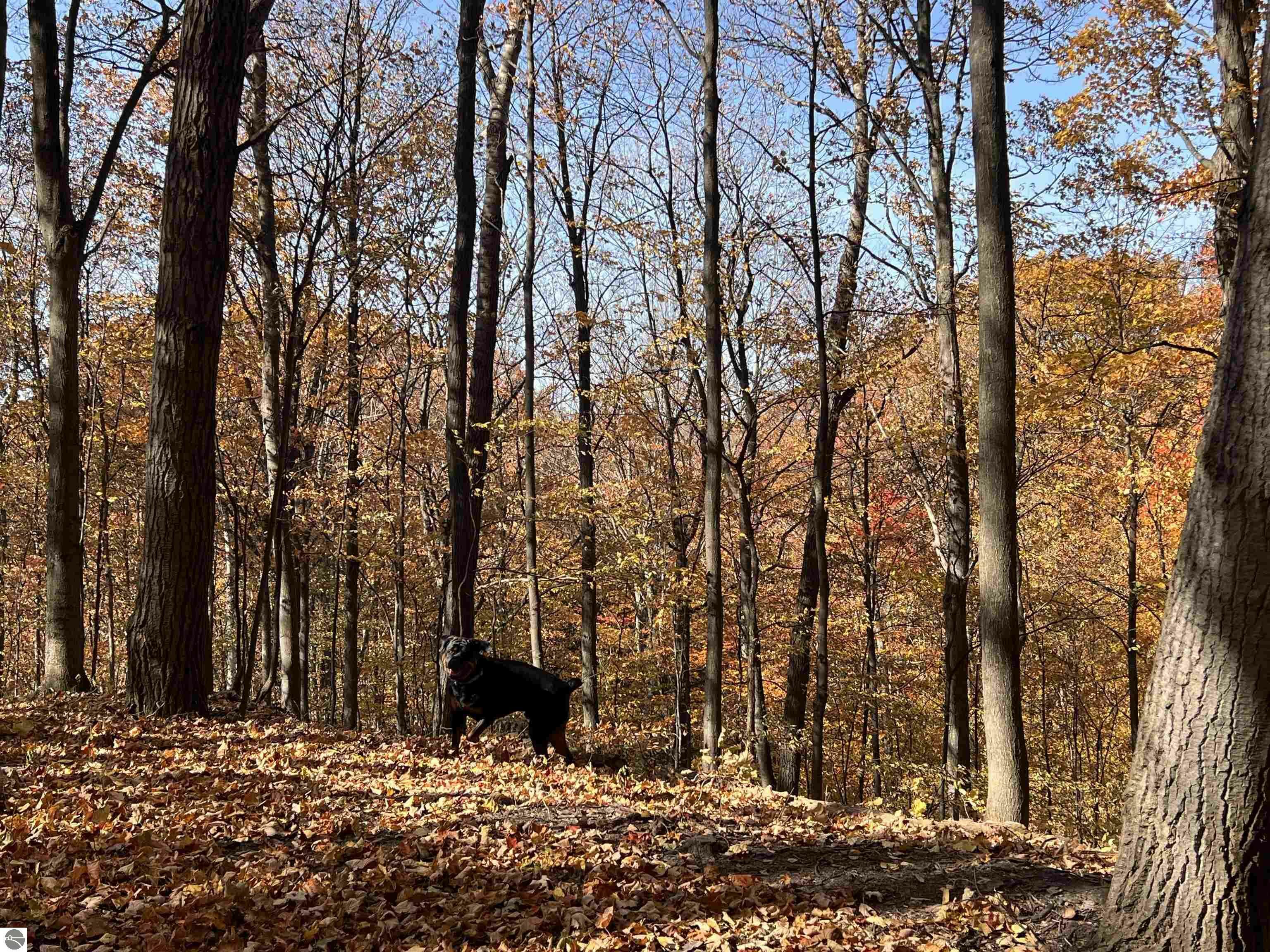 Property Photo: 00 E Wee Brook Lane MI 49654