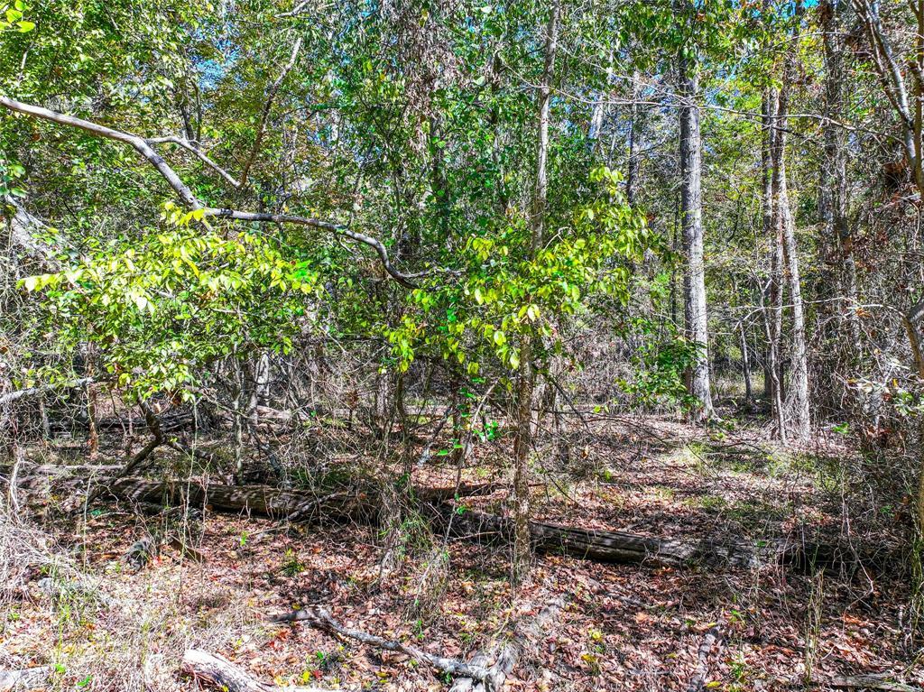 Property Photo: Lot 7 King Sebastion Road TX 75480