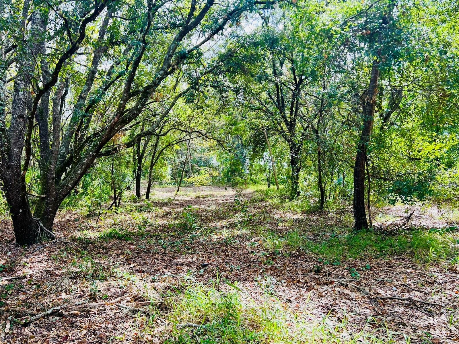 Property Photo:  Pine Island Road  FL 34711 