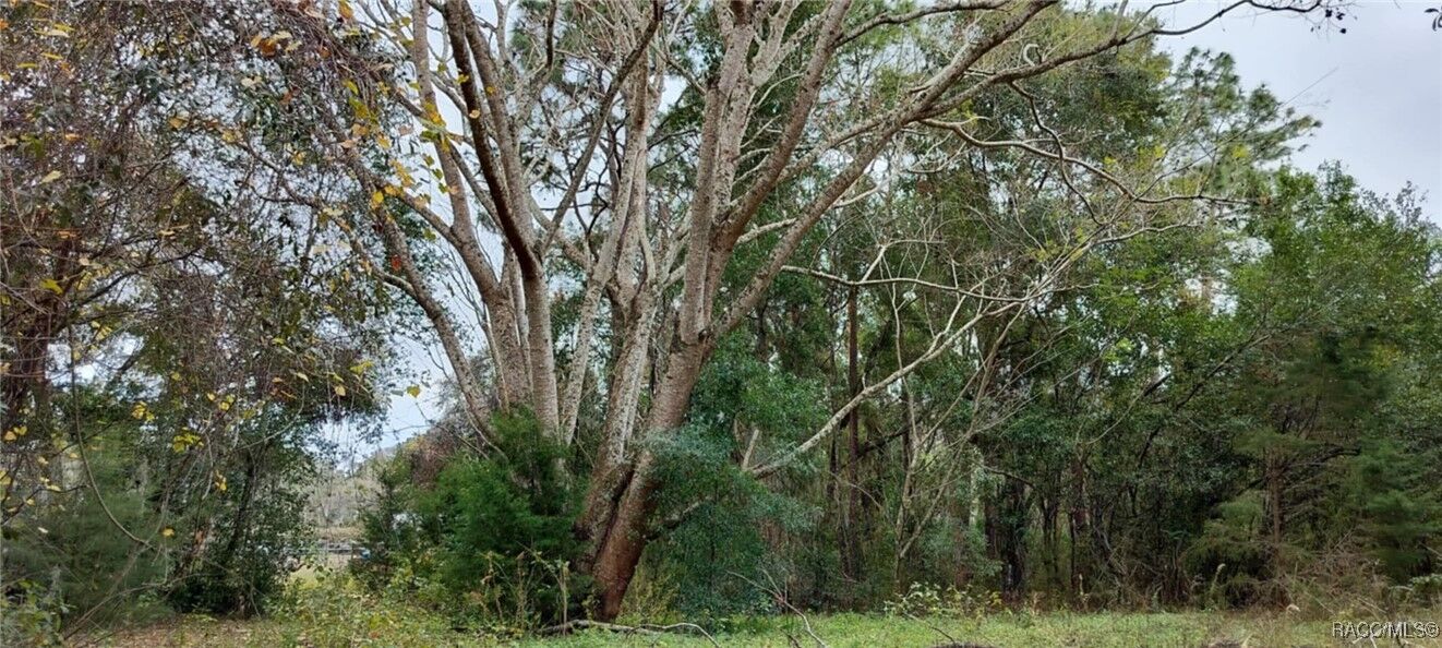 Property Photo: 965 S Sally Terrace FL 34452