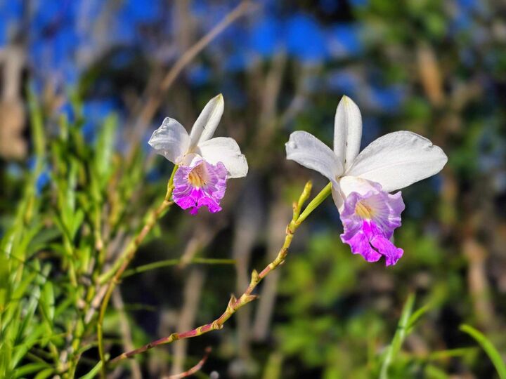 Maiko St  Pahoa HI 96778 photo