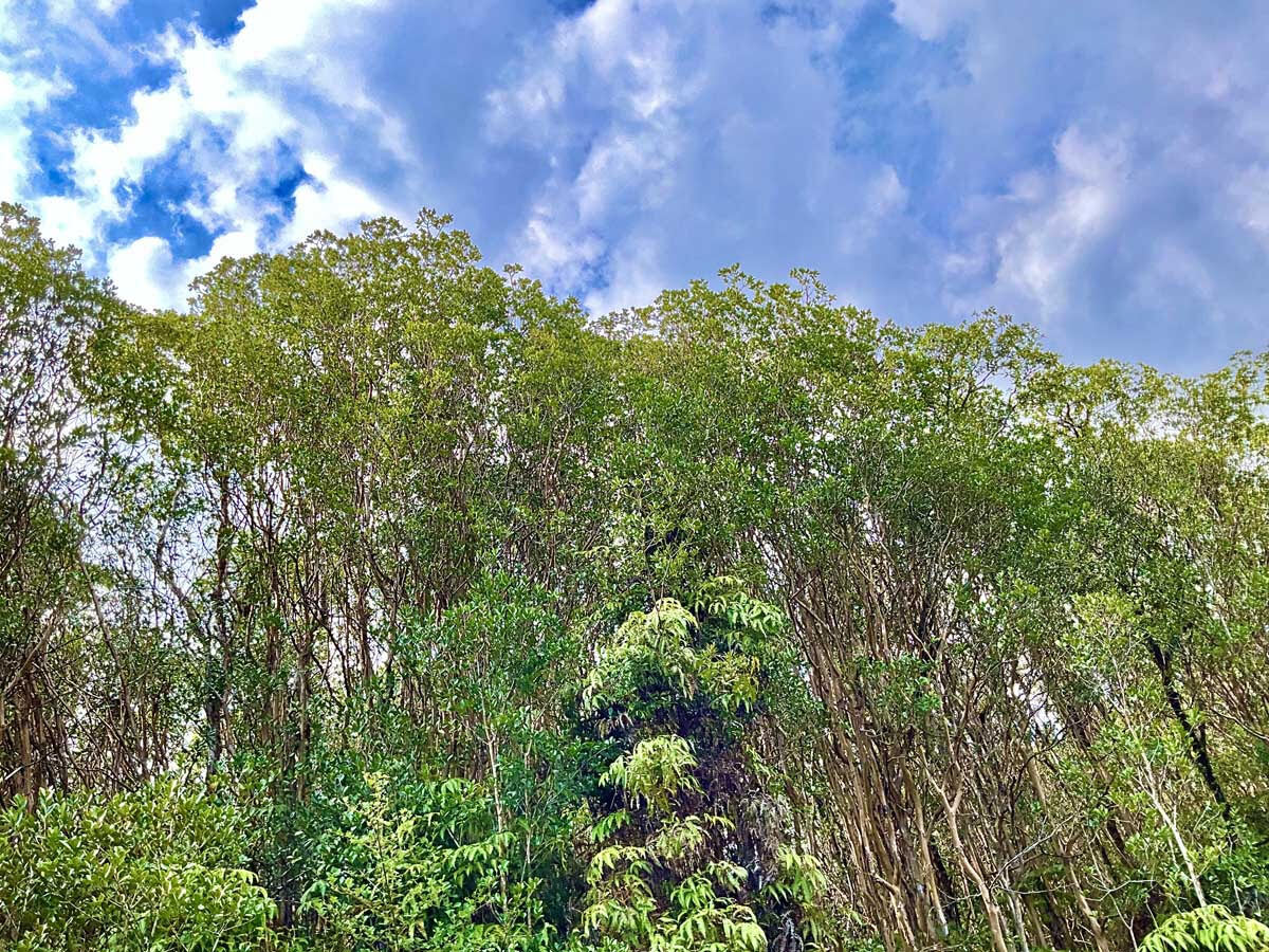 Property Photo:  Road 4  HI 96785 