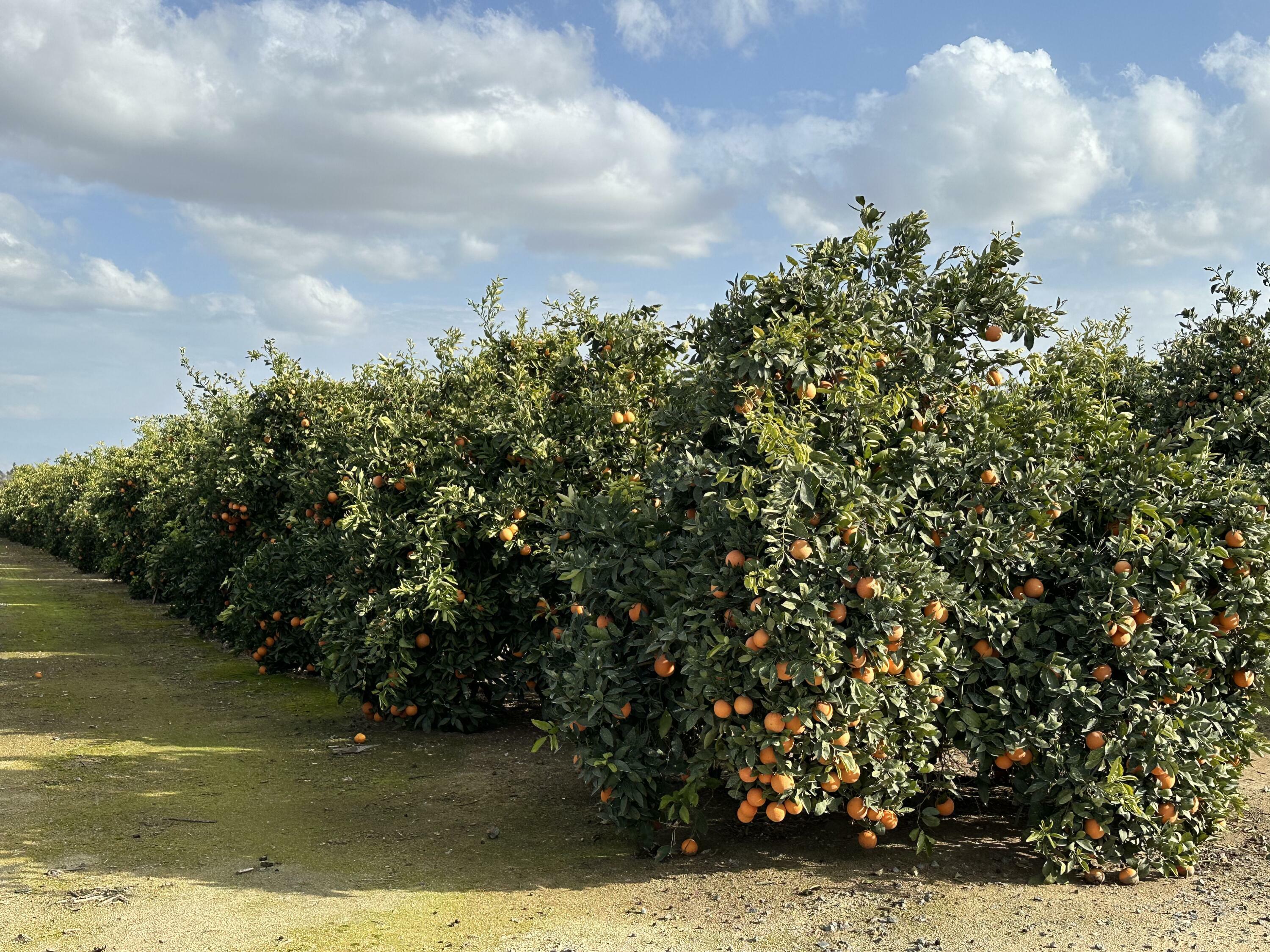 Property Photo:  37 Acres Citrus Ranch  CA 93270 