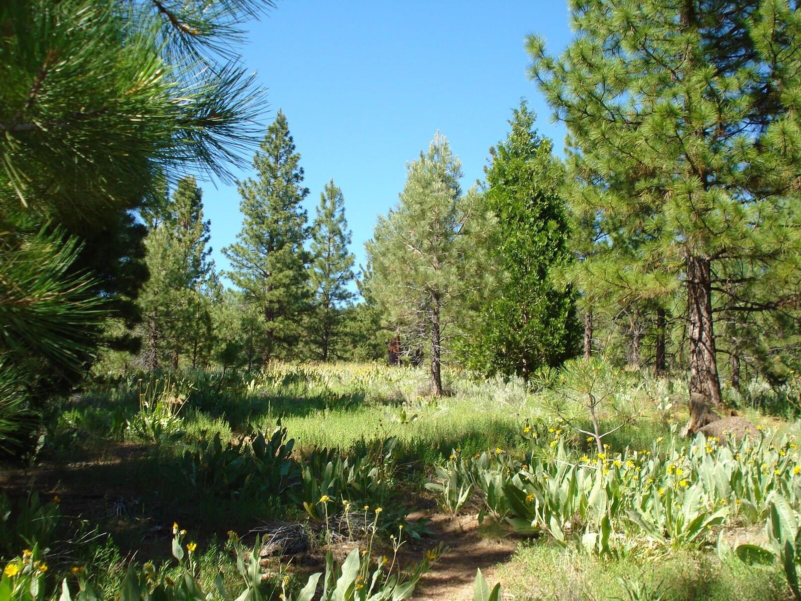 Property Photo:  288 Arrowleaf Road  CA 96122 