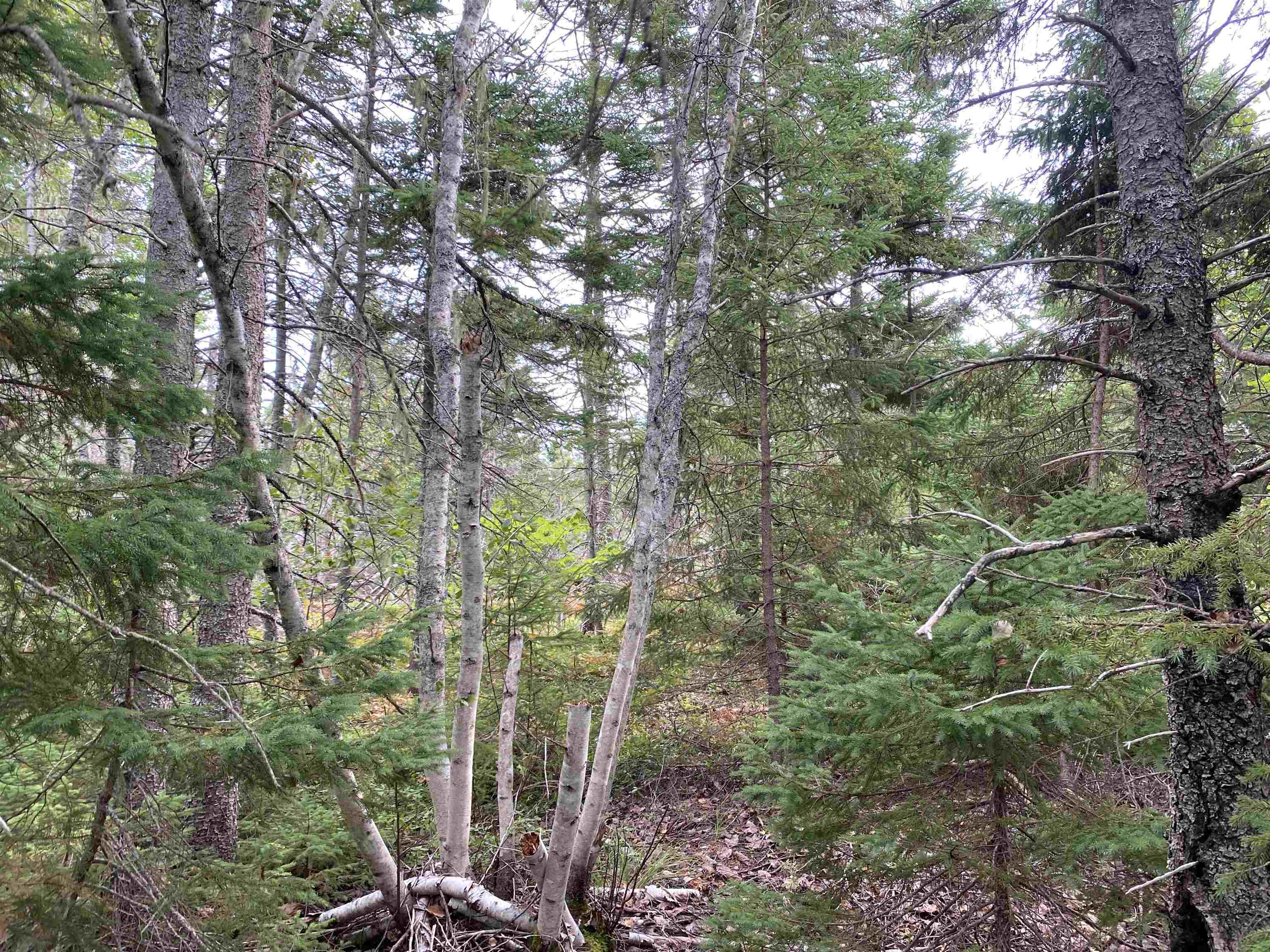 Photo de la propriété: Lot 6 Floating Bridge Road PE C0A 1W0