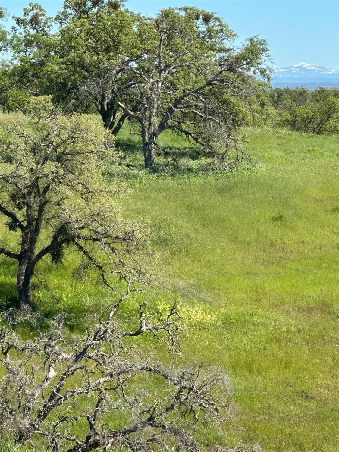 Property Photo:  49 Cormorant Drive  CA 95254 