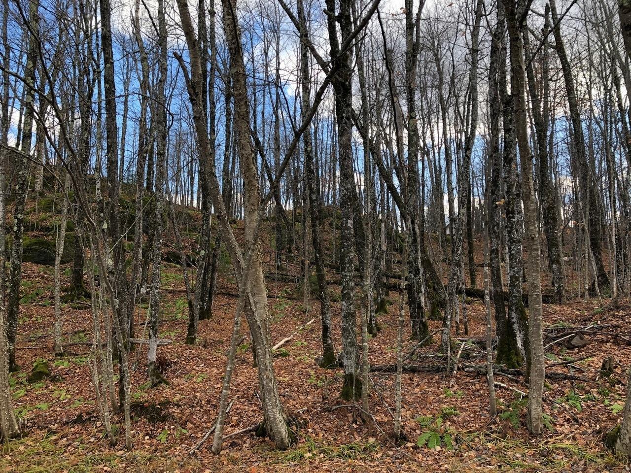 Property Photo: Outlot 3 Skye Dr WI 54565