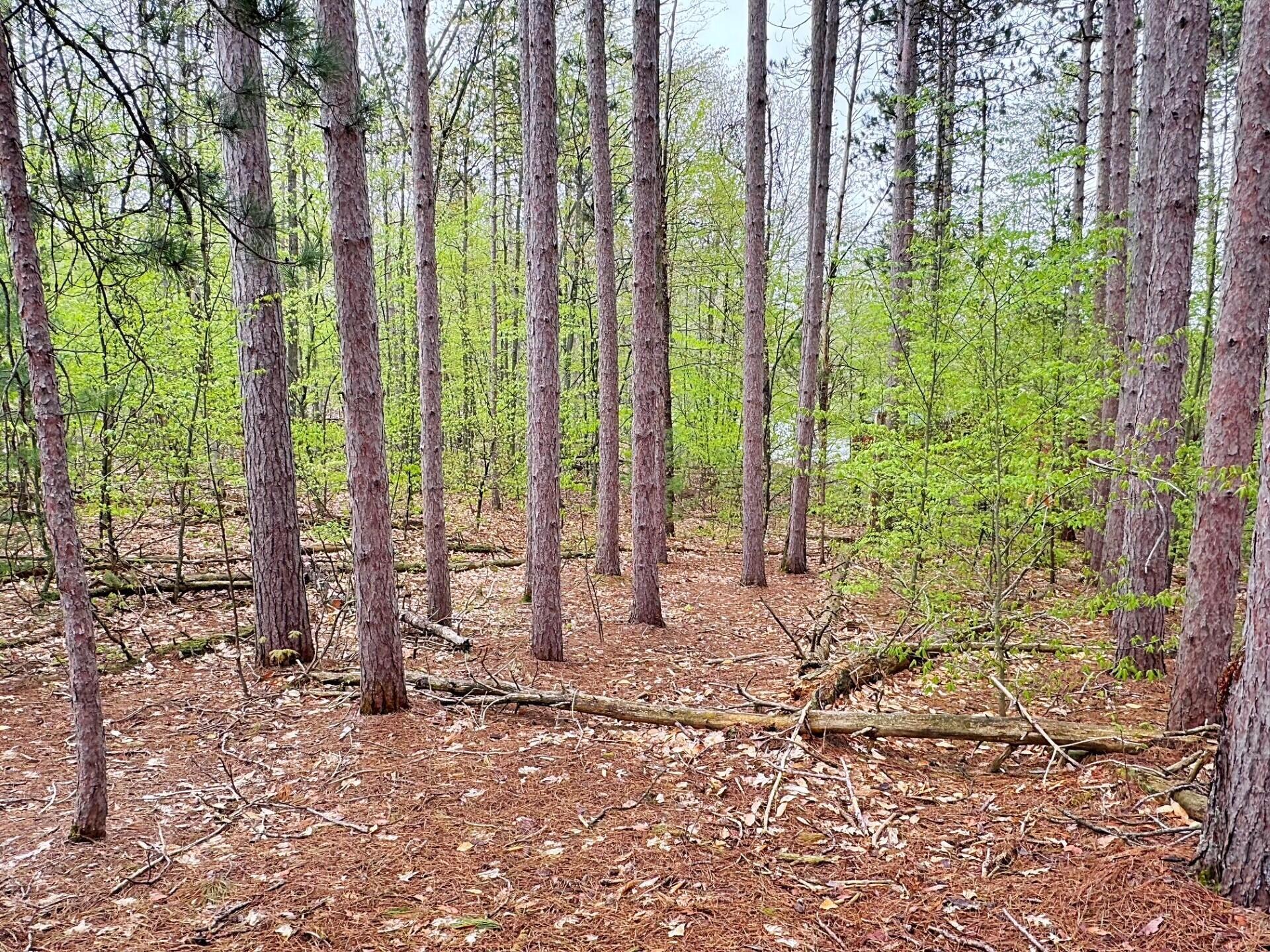 Property Photo: 000 Del Mason Road MI 49615