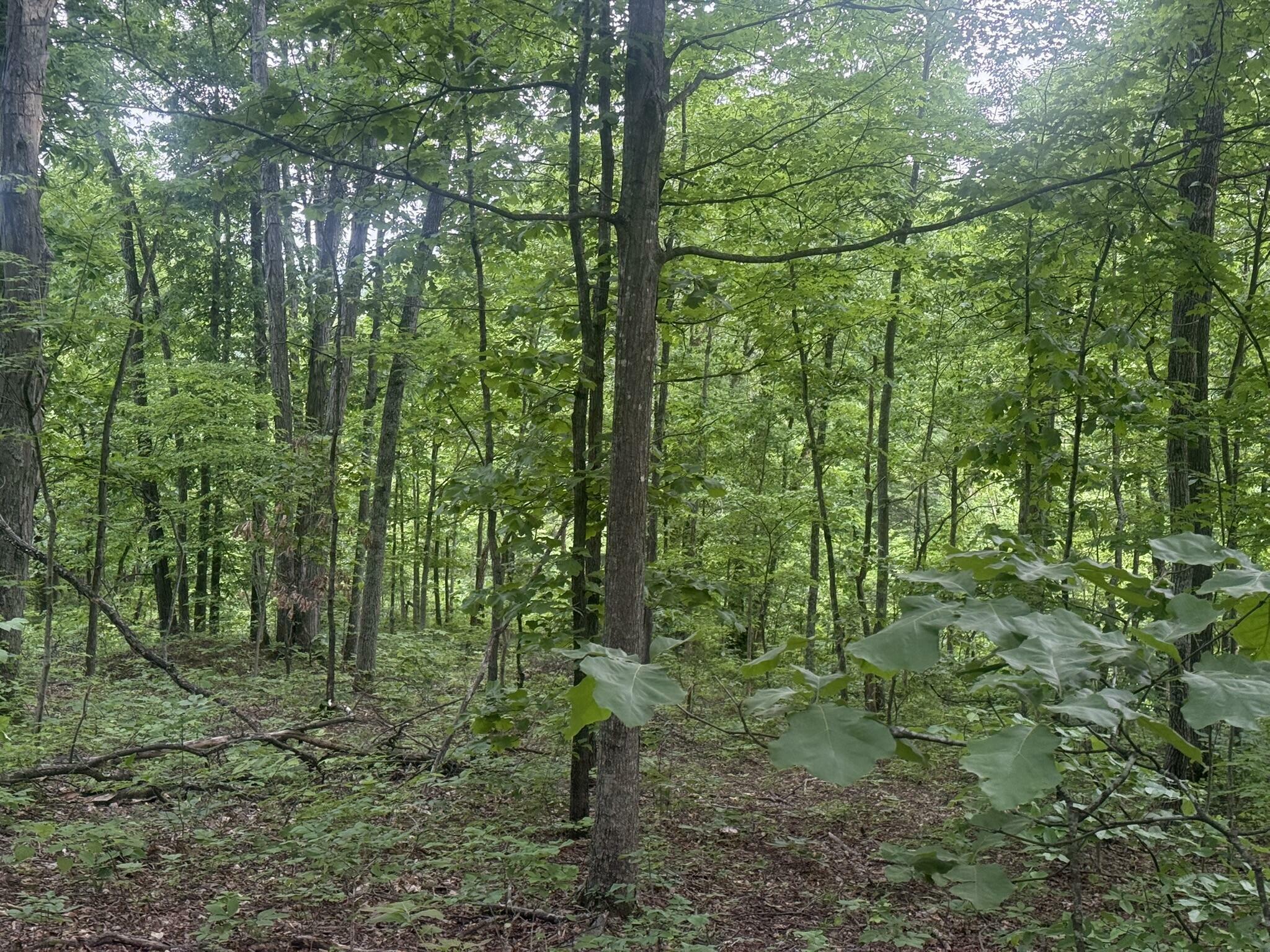 Property Photo: 169 Greasy Ridge KY 41171