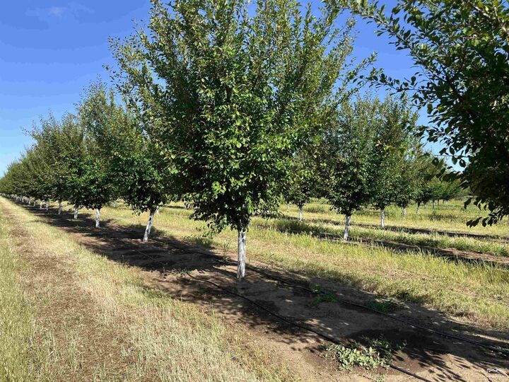 Property Photo:  0 Volcano Way Hogsback Road  CA 96080 