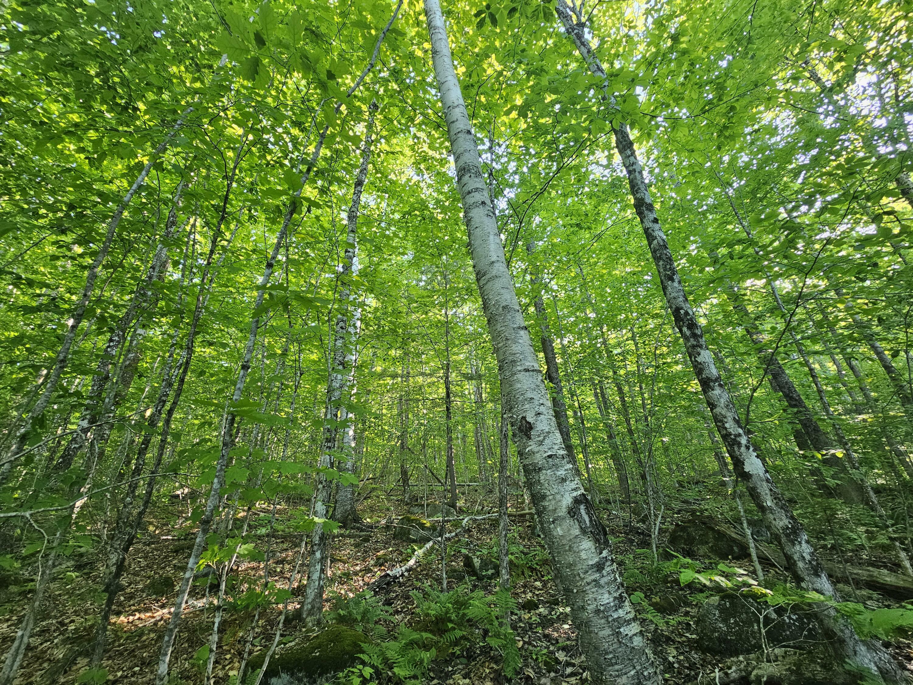 Property Photo: PO M23-L6 Great Moose Drive ME 04943